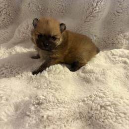 Brown - Orange male Pomeranian puppy in Glendale, Arizona from Fam. Pomerania