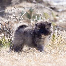 Pomsky Puppies from New World Pomskies