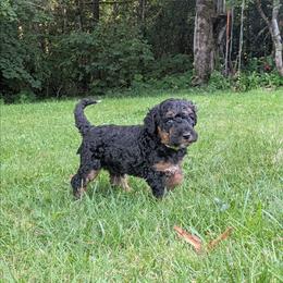 Luna - Black phantom female Aussiedoodle puppy in Yacolt, Washington from Aussiedoodles by Maggie