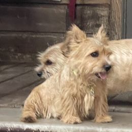 Poppy - Soft Coated Wheaten Terrier