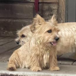 Poppy - Soft Coated Wheaten Terrier