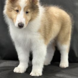 Biewer Terrier and Collie Puppies from Juan F Londono Esteban