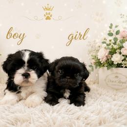 Shih Tzu Puppies from DESERT ROYAL SHIH TZU
