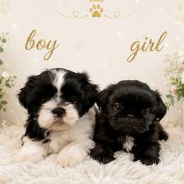 Shih Tzu Puppies from DESERT ROYAL SHIH TZU