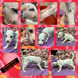 TRI-COLOR - RARE - Red Plaid Collar - Boy - White black and tan Dalmatian puppy in Leavenworth, Kansas from Tally Ho Dalmatians