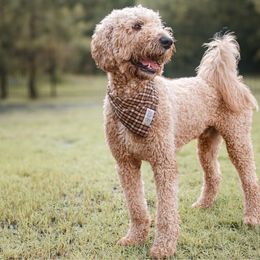 Vino - Goldendoodle