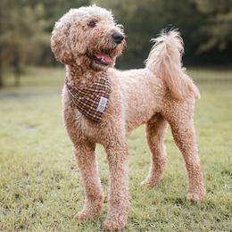 Vino - Goldendoodle