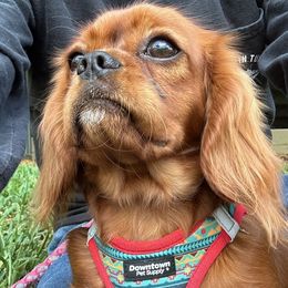 Merlot - Cavalier King Charles Spaniel
