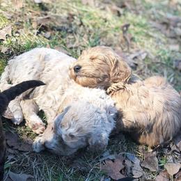 Labradoodles from Morris Farmyard