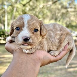 Fontina - Apricot female Cavapoo puppy in Palm Beach County, Florida from Benji’s Cockapoos