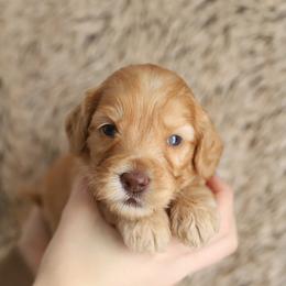 Yellow - Caramel male Australian Labradoodle puppy in Williamstown, New York from Lewis Manor Labradoodles