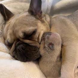 French Bulldog Puppies from Willow Farm