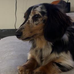 Dachshunds from Kelsey Delavergne