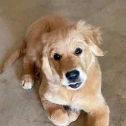 Golden Retrievers from Camden Ranch