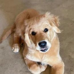 Golden Retrievers from Camden Ranch