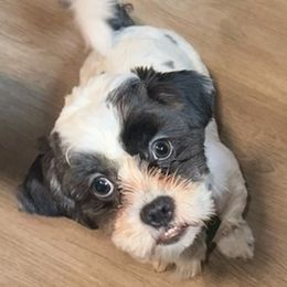 Prince - Shih Tzu