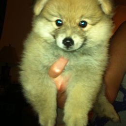 Pomeranian Puppies from Jonna's Poms