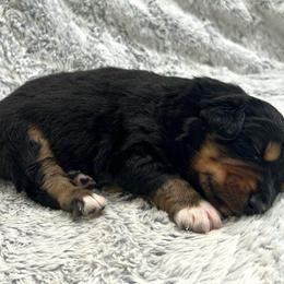 Scorpion - Black tri male Miniature Australian Shepherd puppy in Sulphur, Louisiana from Triple J Aussies and Corgis