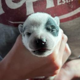 Girl 1 - Blue female Australian Cattle Dog puppy in Irvington, Kentucky from Dry Valley’s Australian Cattle Dogs