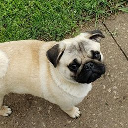 Patience  - Pug