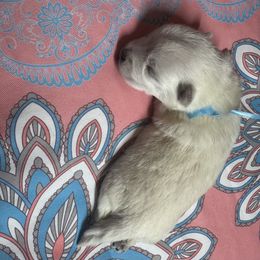 Poodle and West Highland White Terrier Puppies from JJs Puppies of the Carolinas