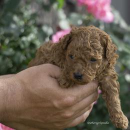 Poodle Puppies from Southern Girls Poodles