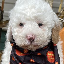 Dean - Parti male Goldendoodle puppy in Home, Pennsylvania from Plum Creek Acres Next Generation