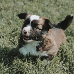 American Corgi and Pembroke Welsh Corgi Puppies from Witch Creek Corgis