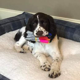 English Springer Spaniel Puppies from South Fork Springers