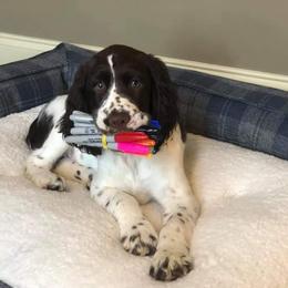 English Springer Spaniel Puppies from South Fork Springers