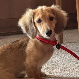 Solo - Cream male Dachshund puppy in Cleburne, Texas from Golden River Doxies