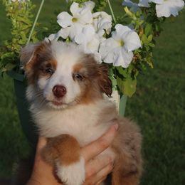 Miniature Australian Shepherd Puppies from Alexander Canines