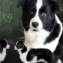 Border Collies from Fair Haven Farms