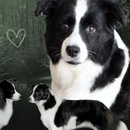Border Collies from Fair Haven Farms