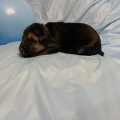 German Shepherd Puppies from Palmetto German Shepherds