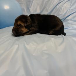 German Shepherd Puppies from Palmetto German Shepherds