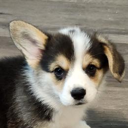 Pembroke Welsh Corgi Puppies from Hilltop Corgis