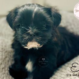 Morkie, Shorkie, and Yorkshire Terrier Puppies from Yorkie and Morkie Boutique