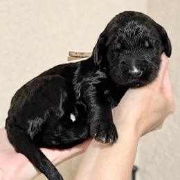 Smore- Tan Collar - Black male Goldendoodle puppy in Bay City, Texas from Charming Doods Goldendoodles