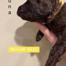 Poodle Puppies from Semmy’s standard Poodle