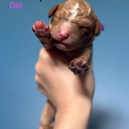 Monday - Apricot female Goldendoodle puppy in Suring, Wisconsin from Black Oak Doodles