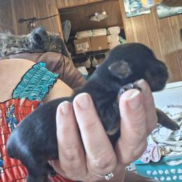 Isaiah - Black and tan male Yorkshire Terrier puppy in Jacksonville, Arkansas from Royal Yorkie Terrier