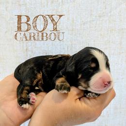 Caribou - Tri-color male Bernedoodle puppy in Cambridge, Minnesota from Country Meadow Doodles