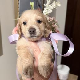 CARDI - Red female Dachshund puppy in Ville Platte, Louisiana from Cajun Pawfection