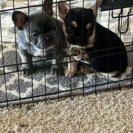 French Bulldog puppies from WYOKIE Frenchies