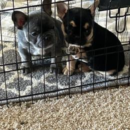 French Bulldog puppies from WYOKIE Frenchies