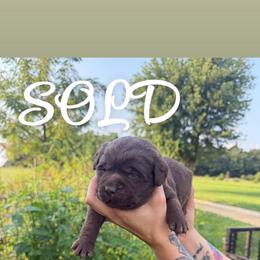 Green boy - Chocolate male Labrador Retriever puppy in Conway, Missouri from Ozark Mountain Kennel