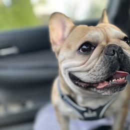 Marlowe - French Bulldog