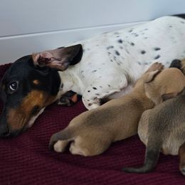 Dachshunds from Wonder Weenies