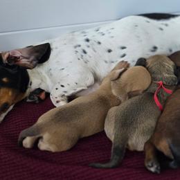 Dachshunds from Wonder Weenies